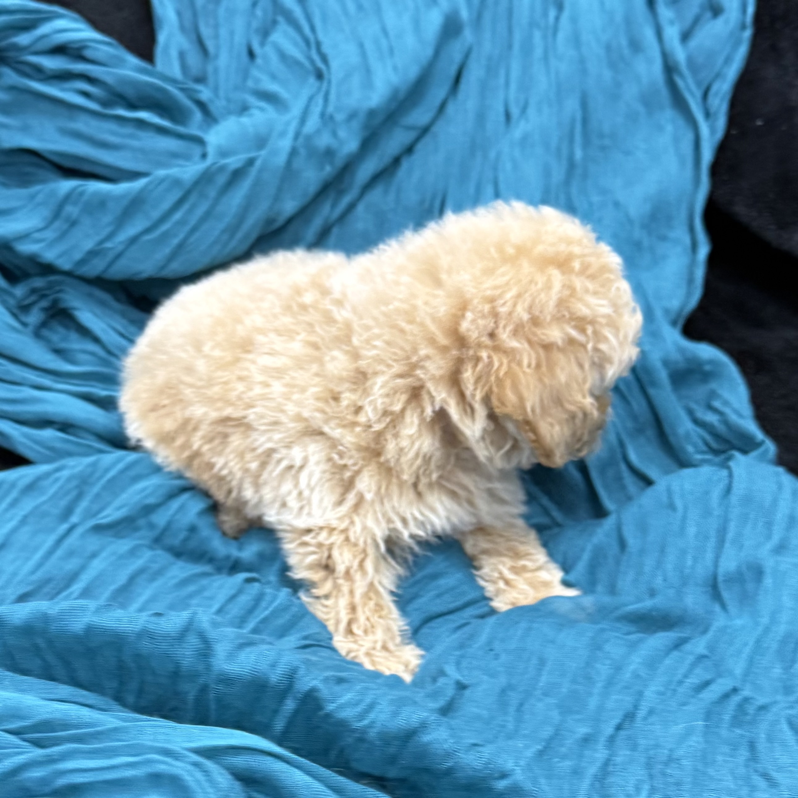 puppy grooming in boca raton puppies for sale in boca raton