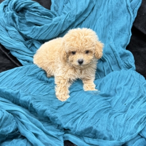 puppy grooming in boca raton puppies for sale in boca raton