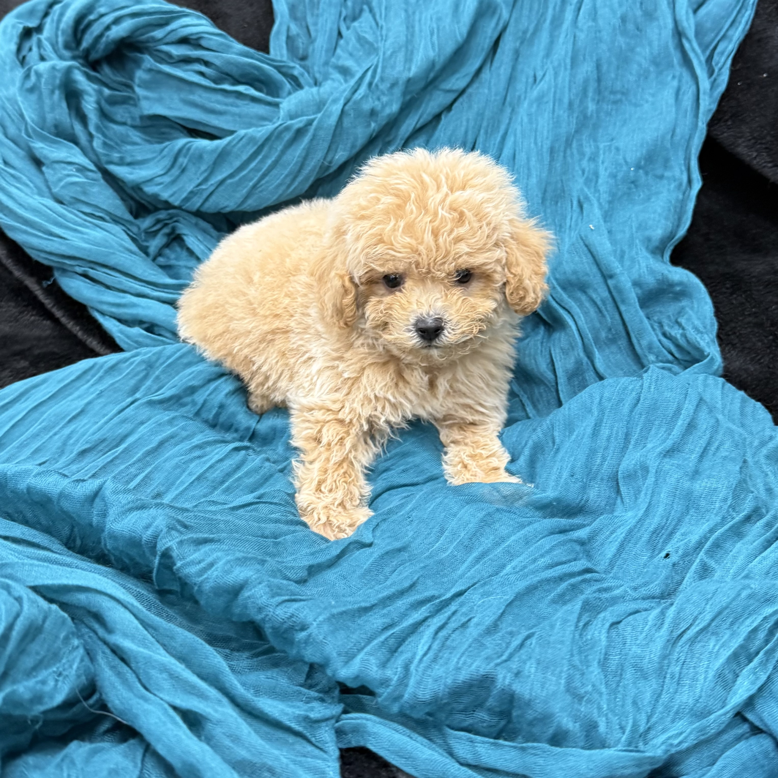 puppy grooming in boca raton puppies for sale in boca raton