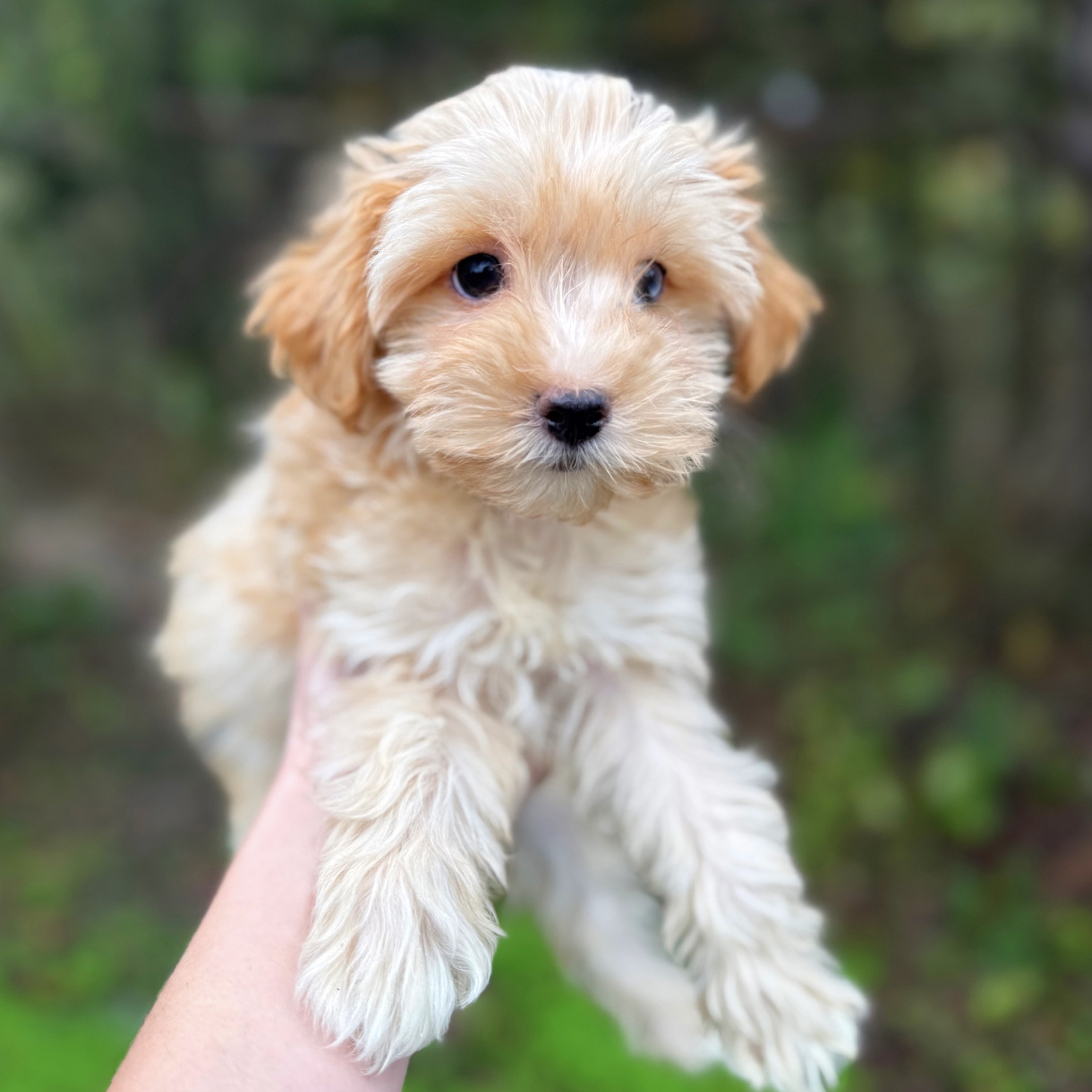 puppy grooming in boca raton puppies for sale in boca raton