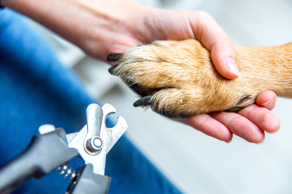 Designer Dog Grooming in Delray Beach