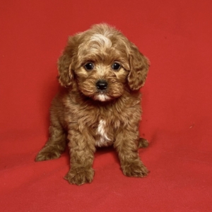 puppies for sale in boca raton