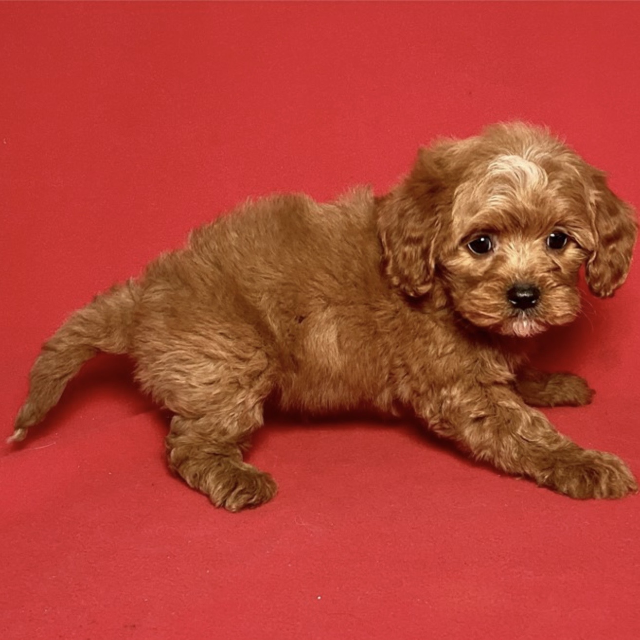 puppy grooming in boca raton puppies for sale in boca raton