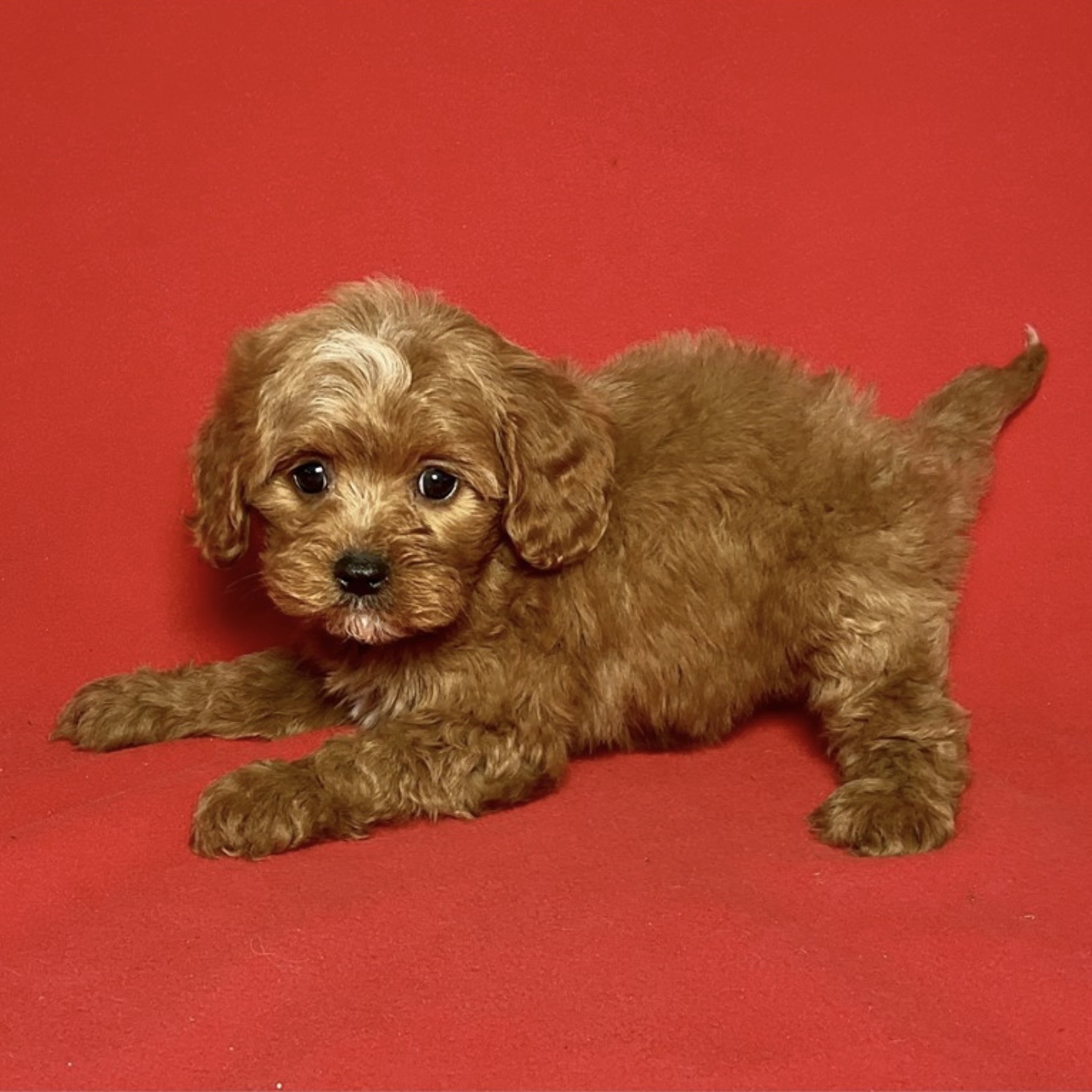 puppy grooming in boca raton puppies for sale in boca raton
