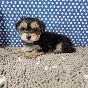 puppies for sale in boca raton