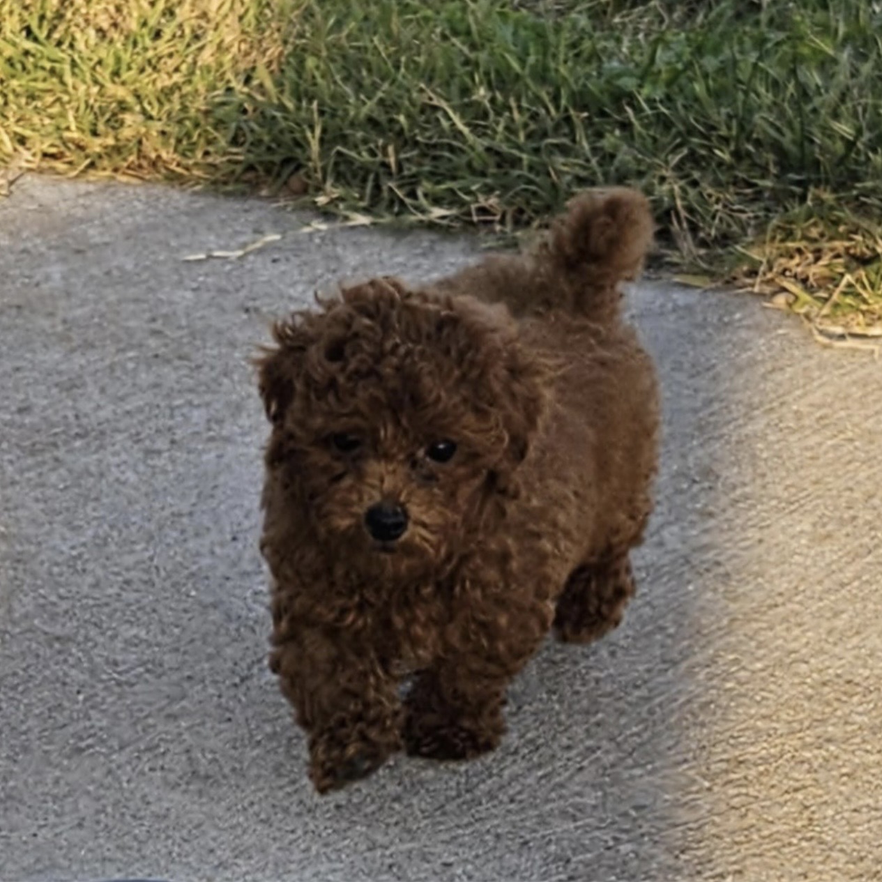 puppy grooming in boca raton puppies for sale in boca raton