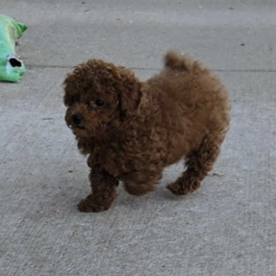 puppy grooming in boca raton puppies for sale in boca raton