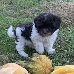 puppy grooming in boca raton puppies for sale in boca raton