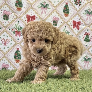 puppies for sale in boca raton