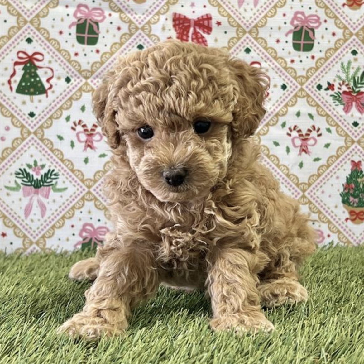 puppy grooming in boca raton puppies for sale in boca raton