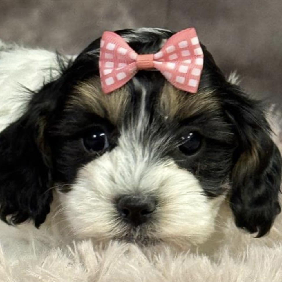 puppy grooming in boca raton puppies for sale in boca raton