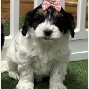 puppies for sale in boca raton