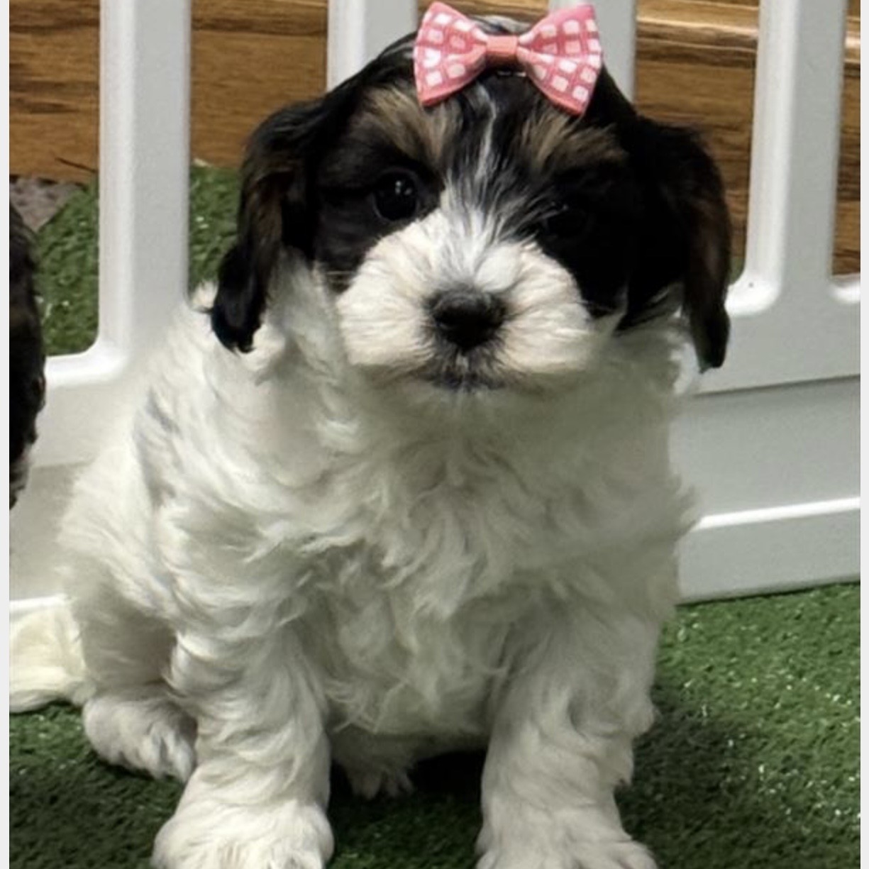 puppy grooming in boca raton puppies for sale in boca raton