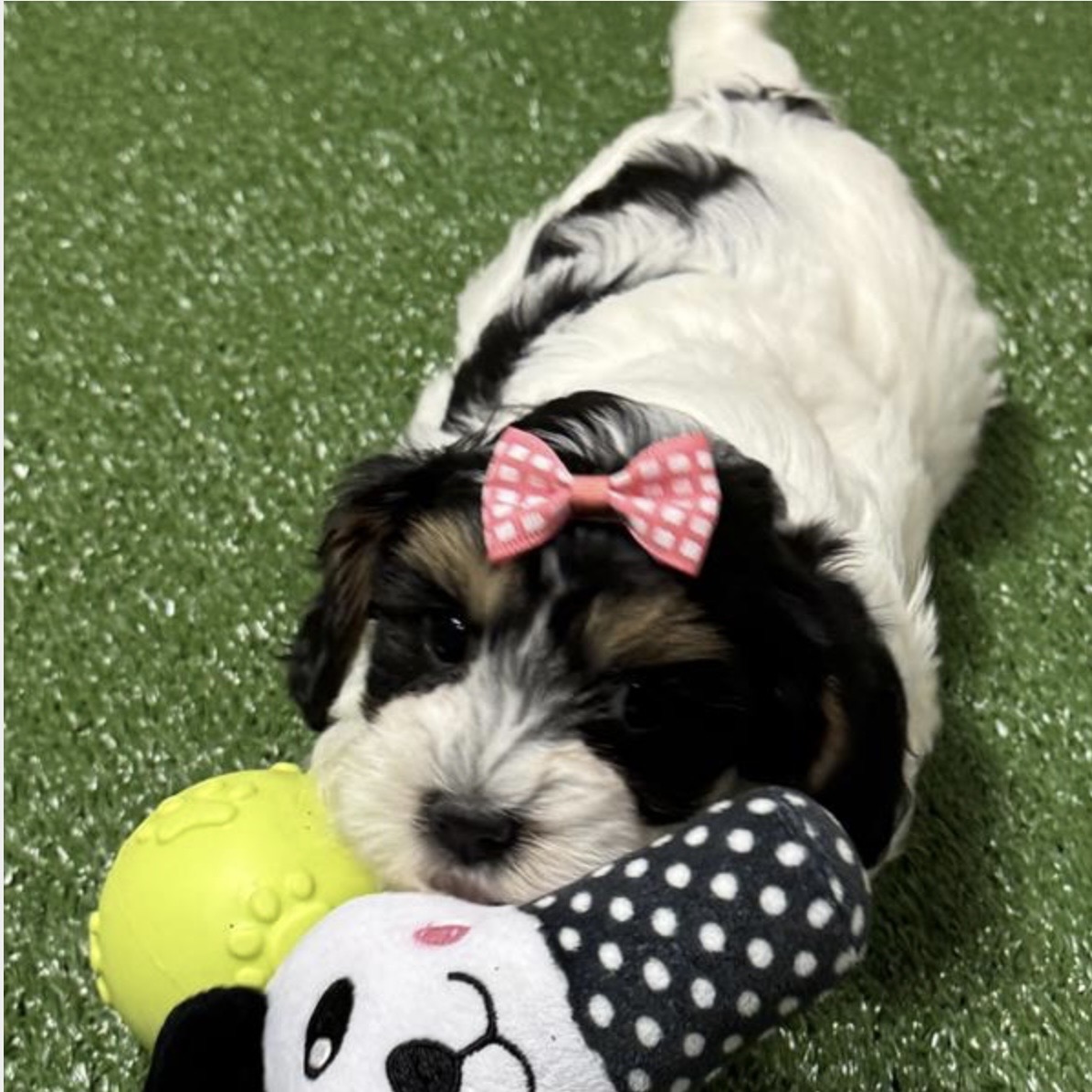 puppy grooming in boca raton puppies for sale in boca raton