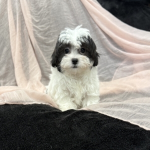 puppy grooming in boca raton puppies for sale in boca raton