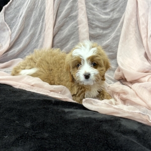 puppies for sale in boca raton