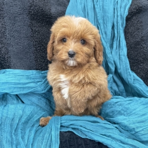 puppies for sale in boca raton