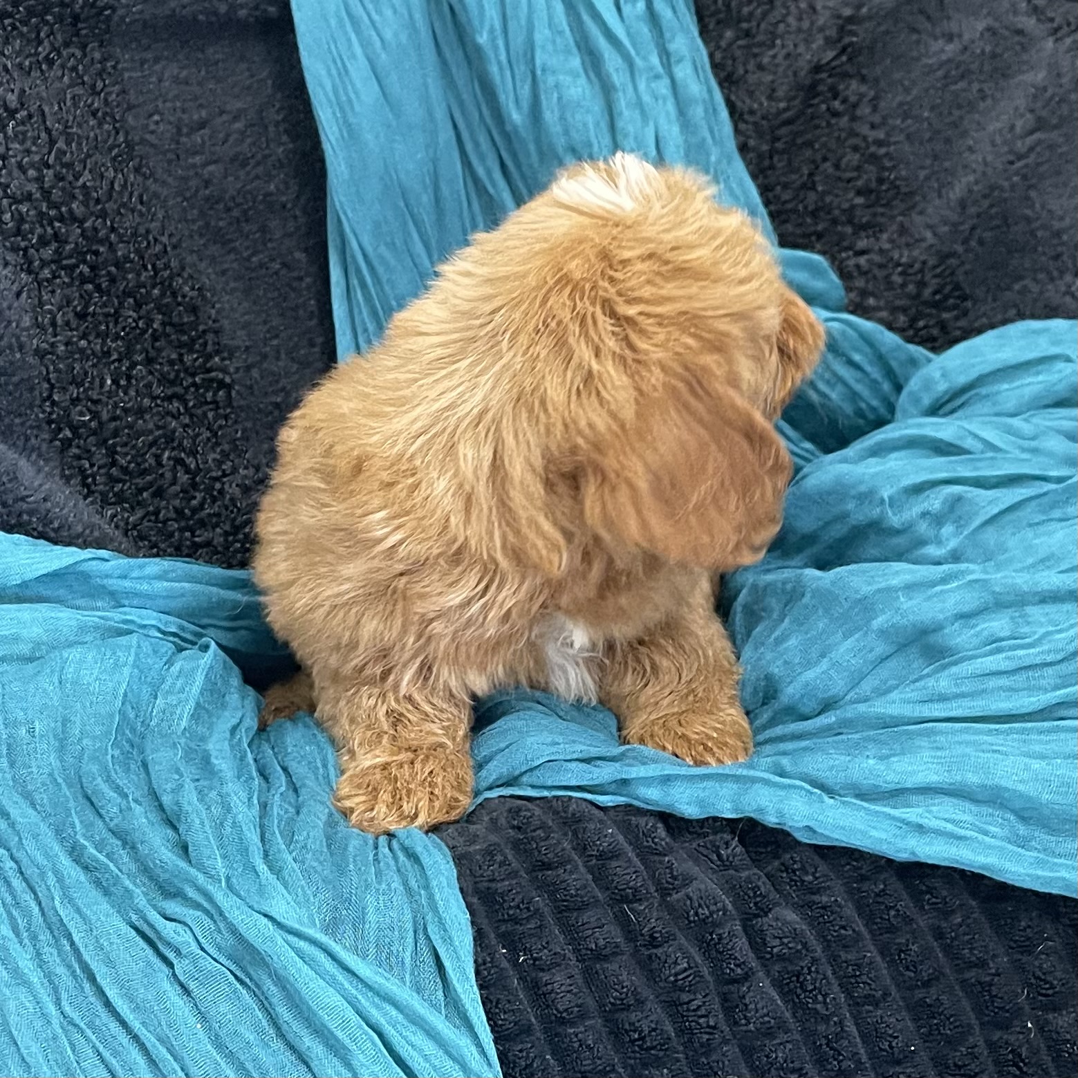 puppy grooming in boca raton puppies for sale in boca raton