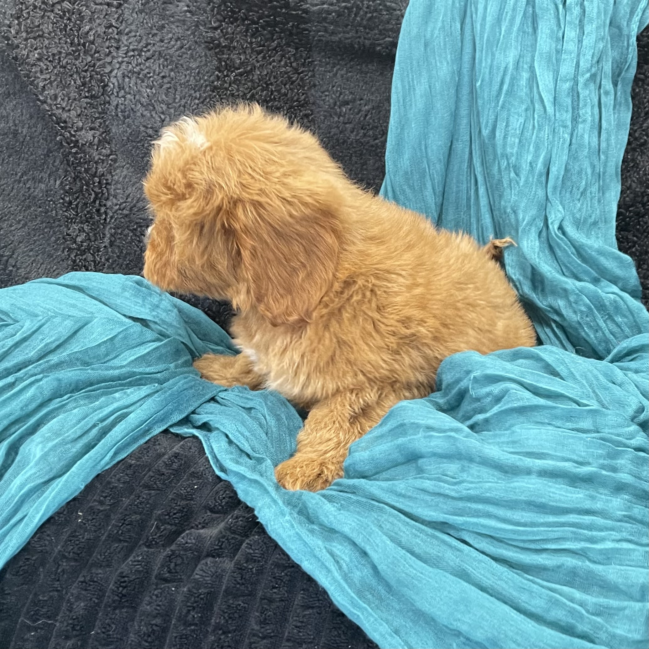 puppy grooming in boca raton puppies for sale in boca raton