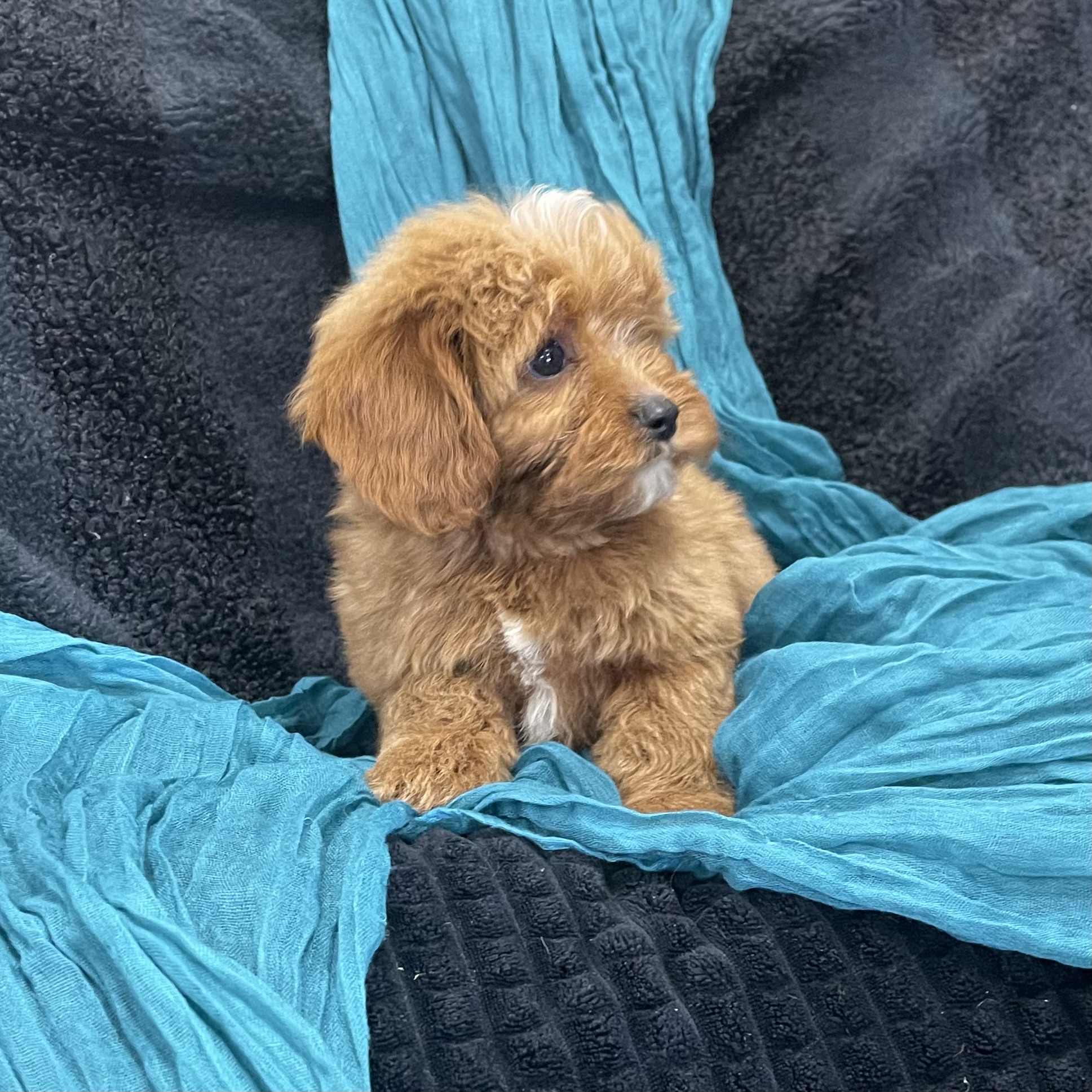 puppy grooming in boca raton puppies for sale in boca raton