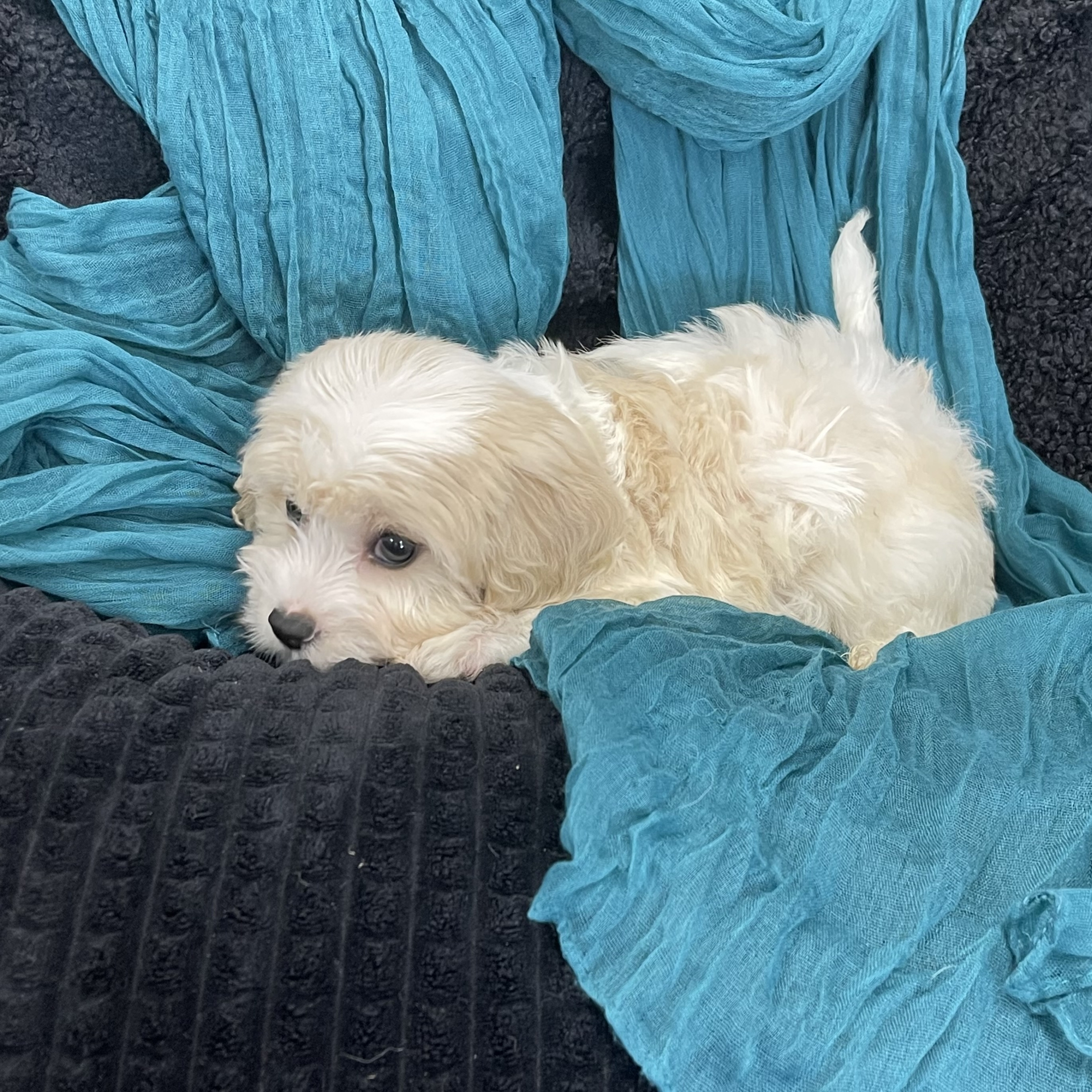 puppy grooming in boca raton puppies for sale in boca raton