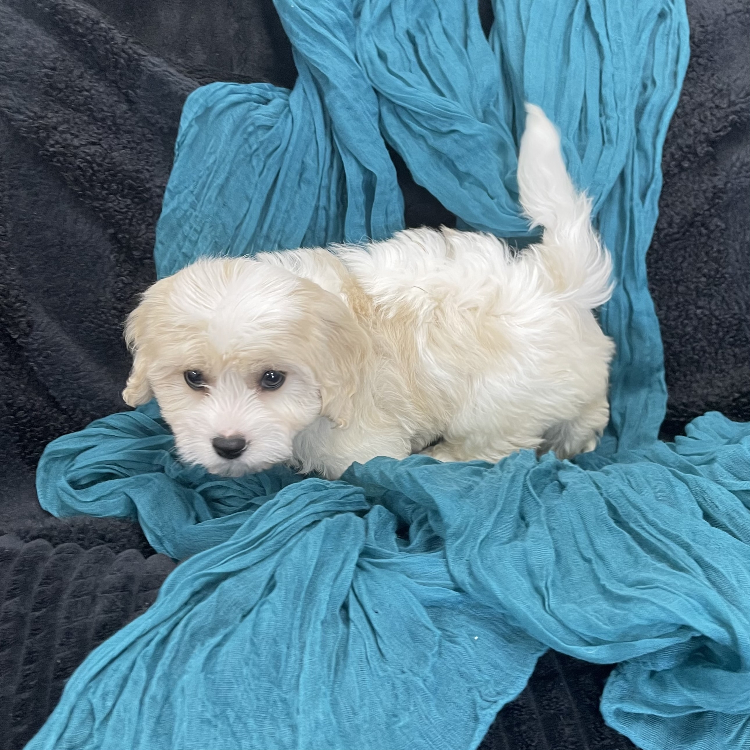 puppy grooming in boca raton puppies for sale in boca raton