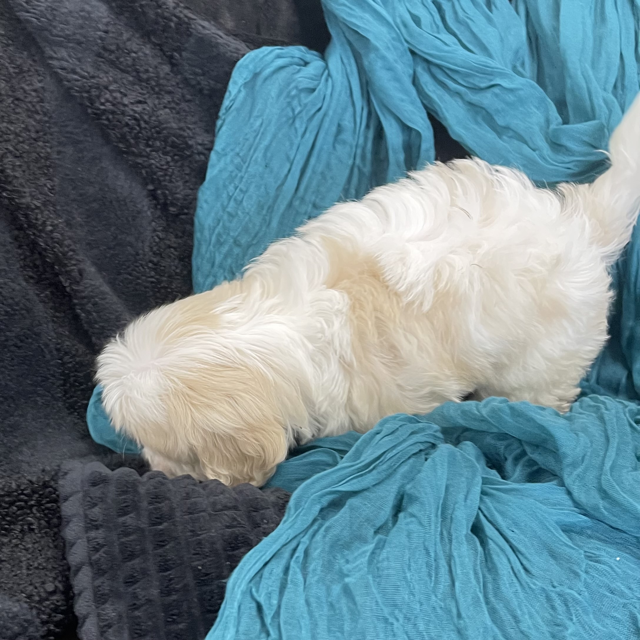 puppy grooming in boca raton puppies for sale in boca raton