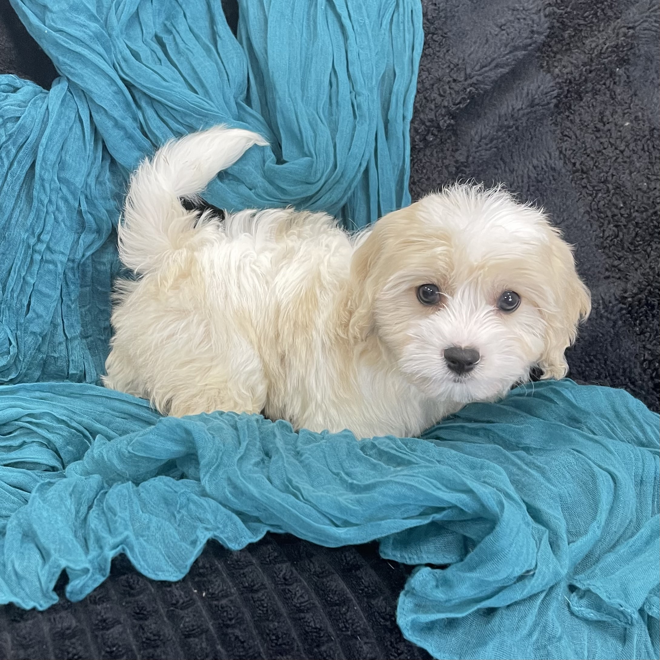 puppy grooming in boca raton puppies for sale in boca raton