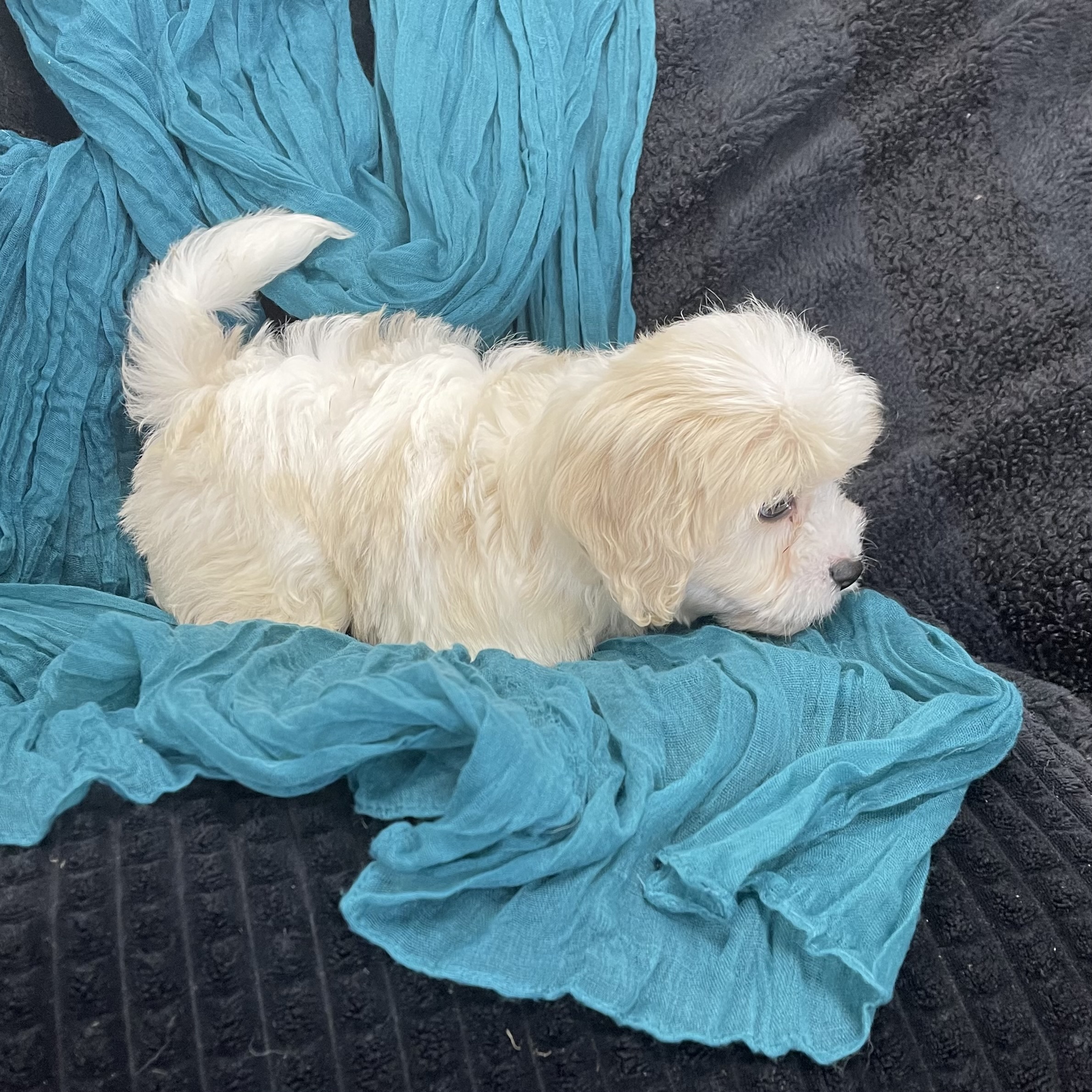 puppy grooming in boca raton puppies for sale in boca raton