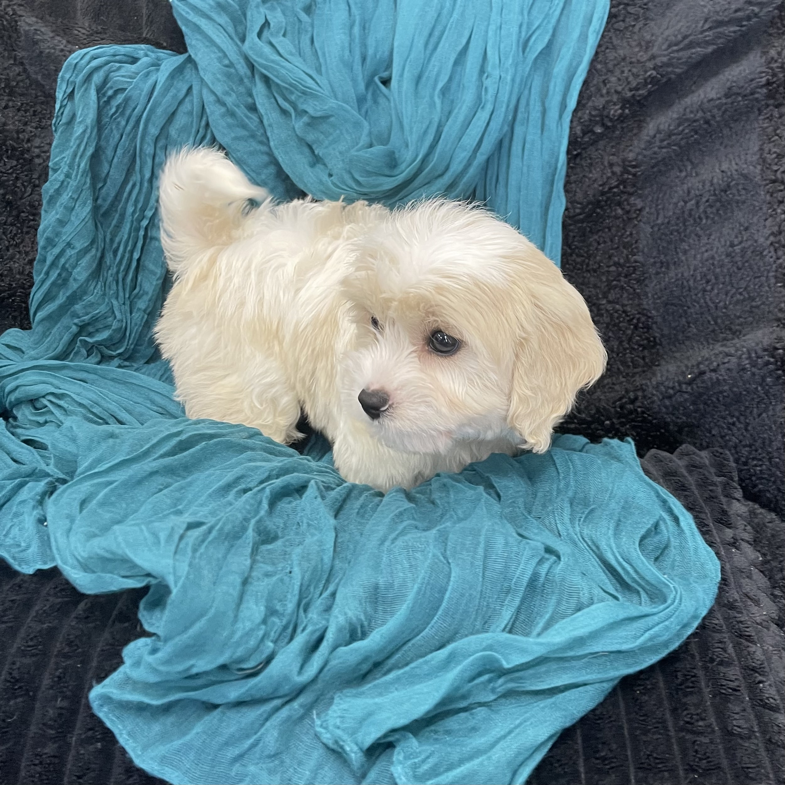 puppy grooming in boca raton puppies for sale in boca raton