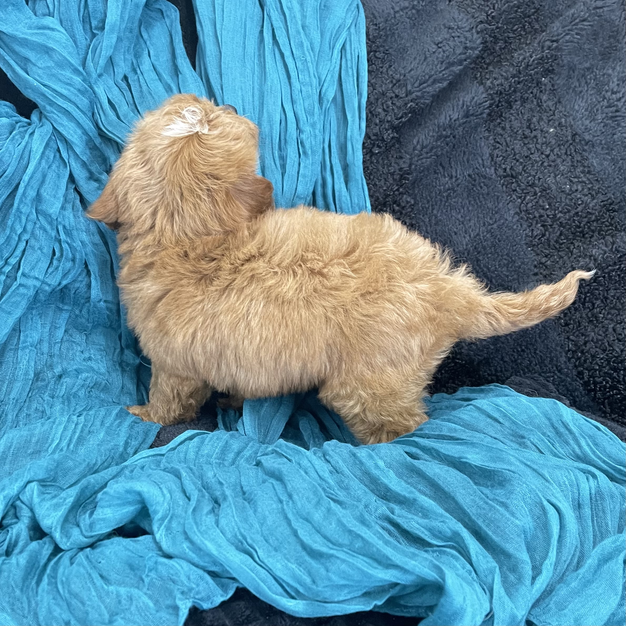 puppy grooming in boca raton puppies for sale in boca raton