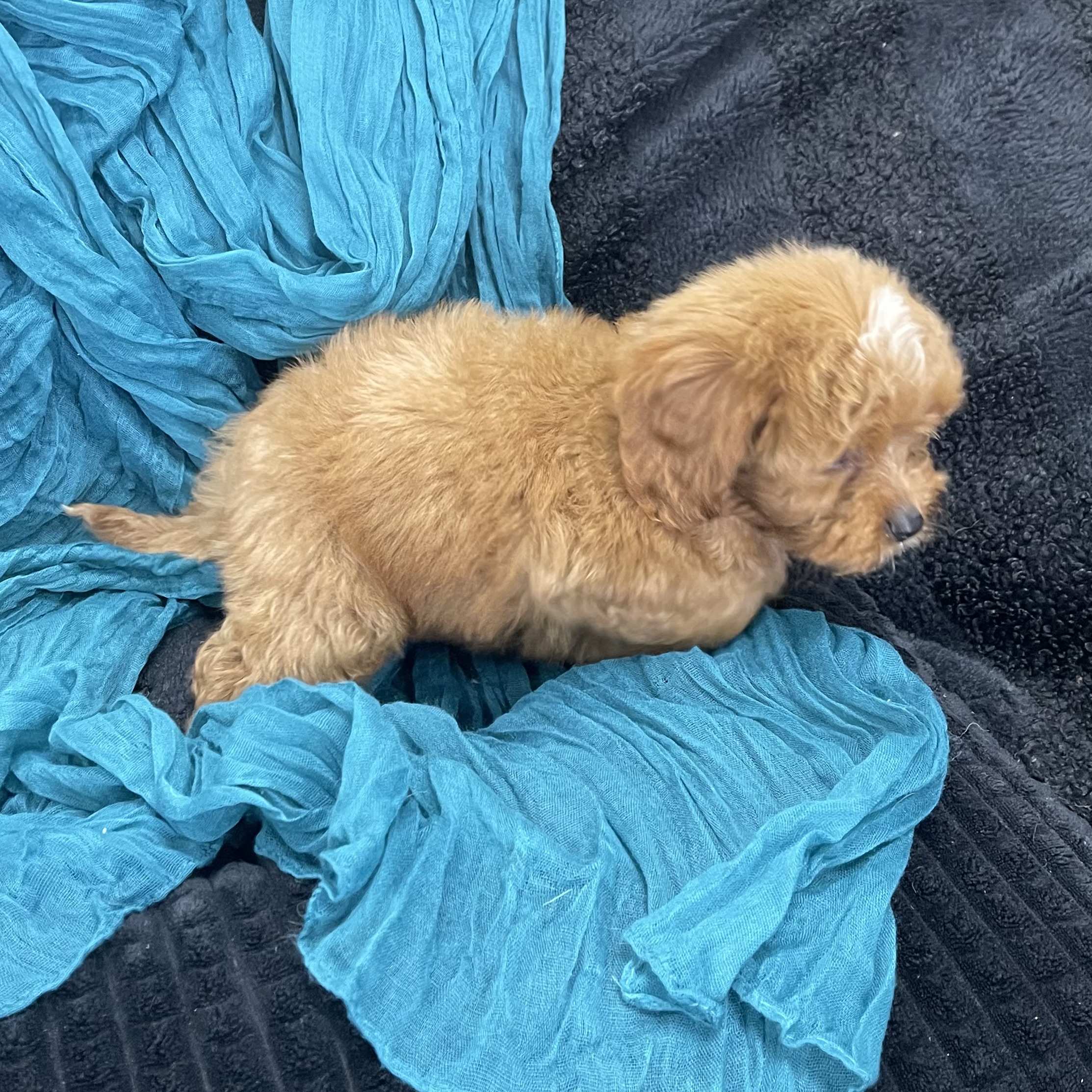 puppy grooming in boca raton puppies for sale in boca raton