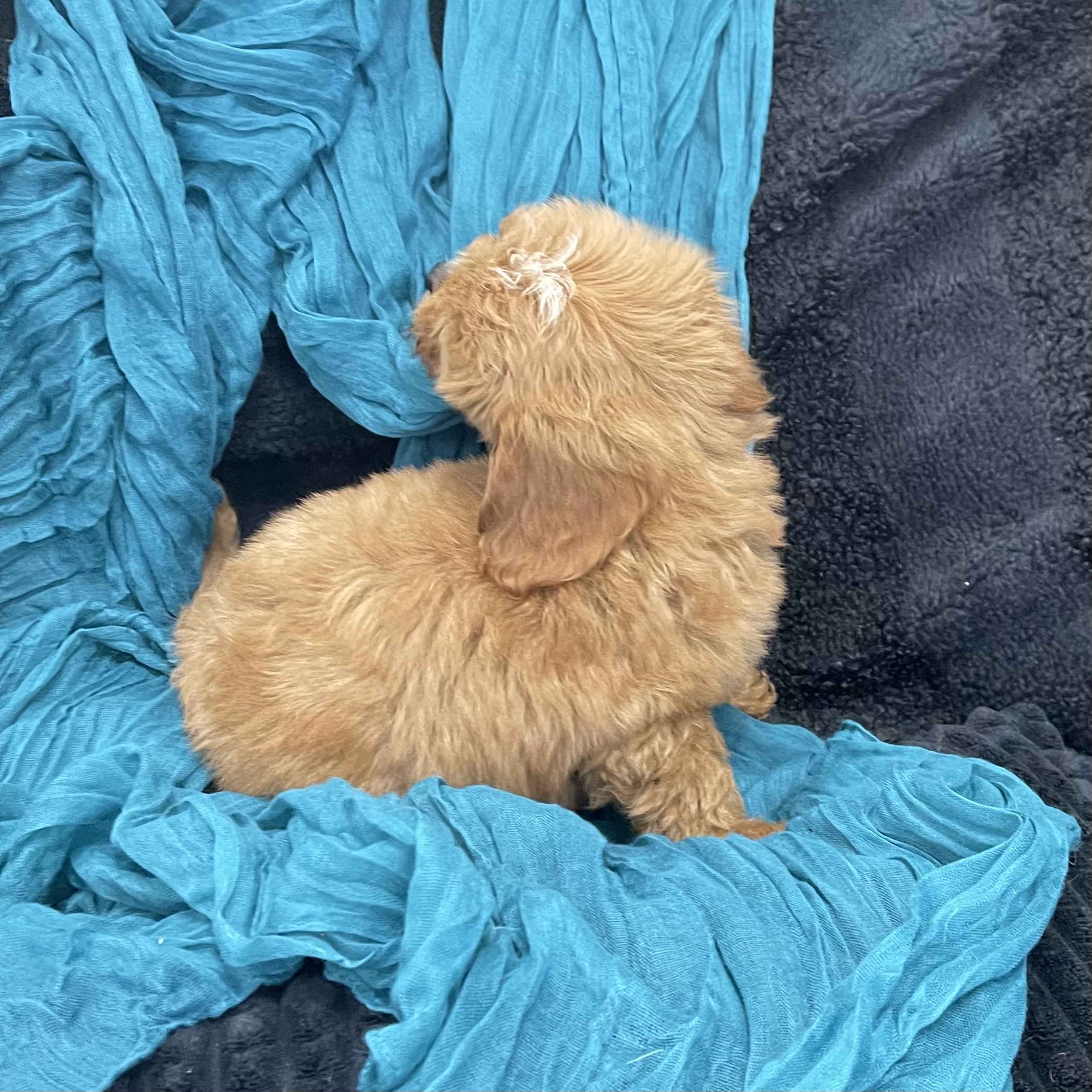 puppy grooming in boca raton puppies for sale in boca raton