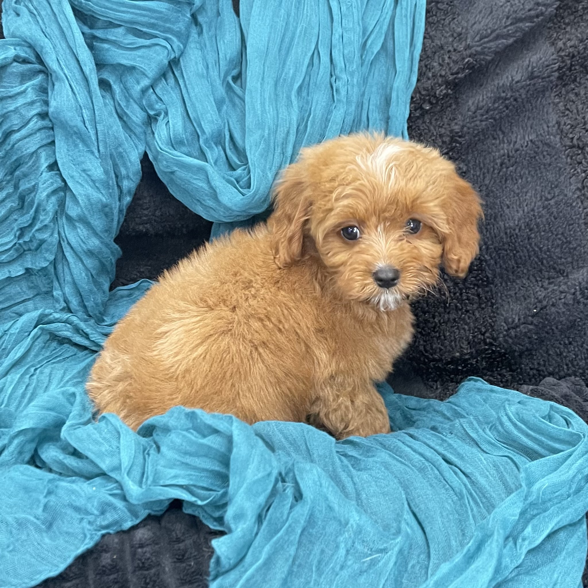 puppy grooming in boca raton puppies for sale in boca raton