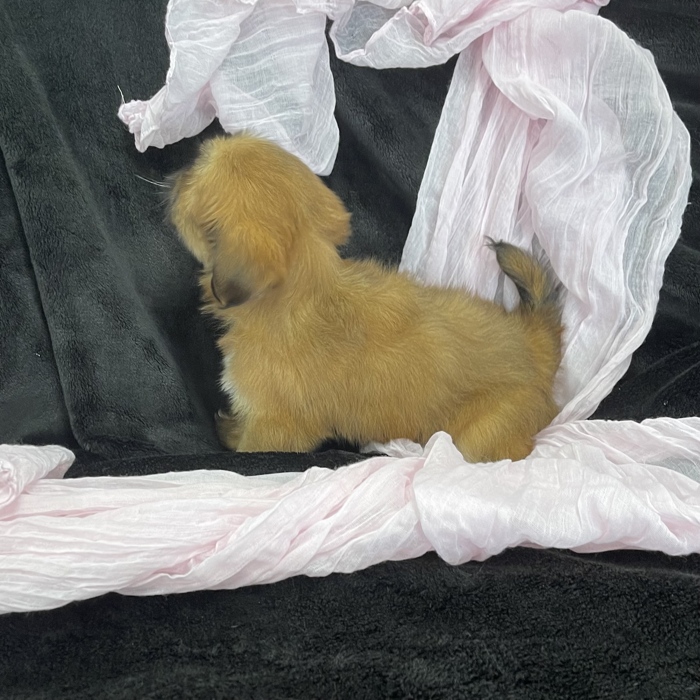 puppy grooming in boca raton puppies for sale in boca raton