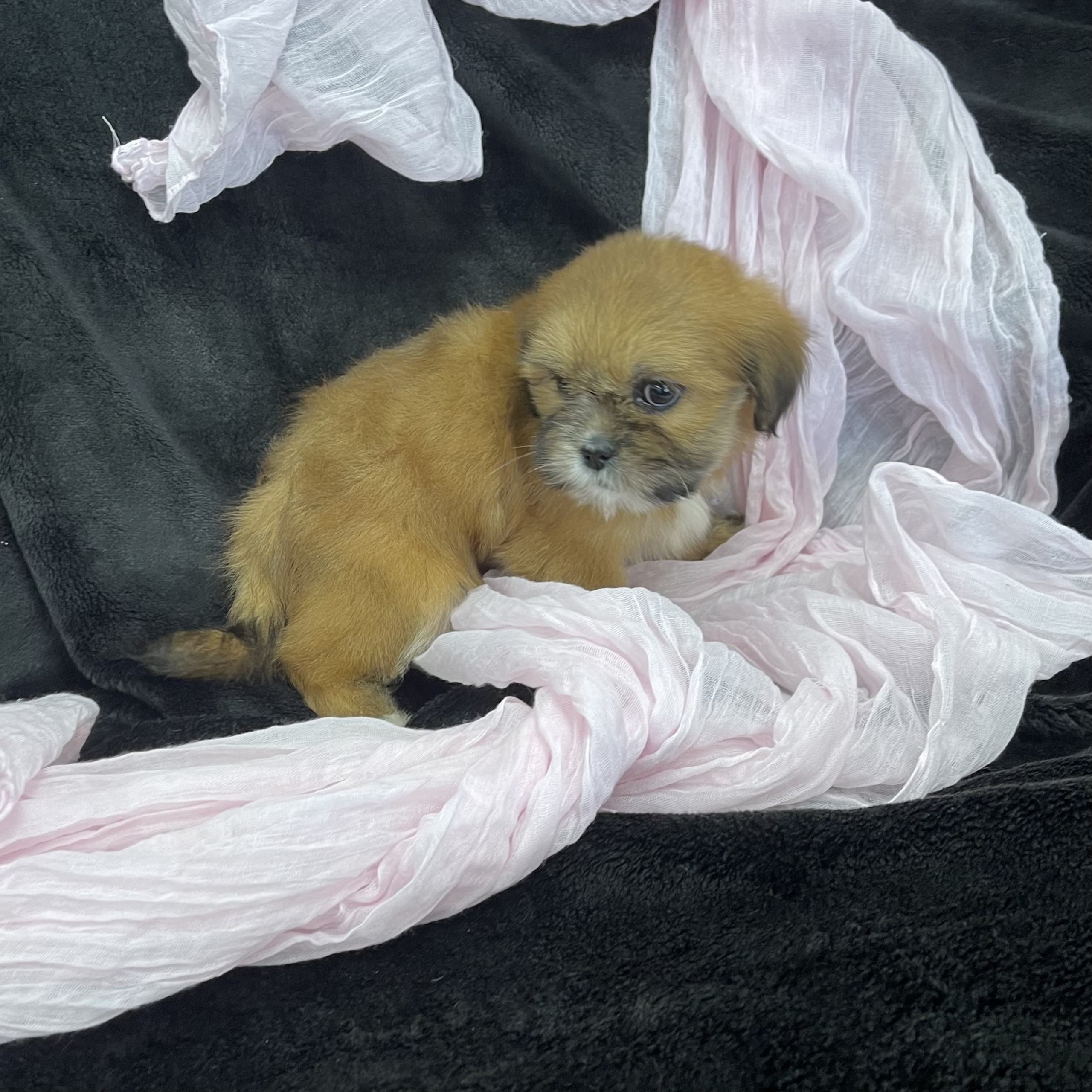 puppy grooming in boca raton puppies for sale in boca raton