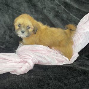 puppies for sale in boca raton