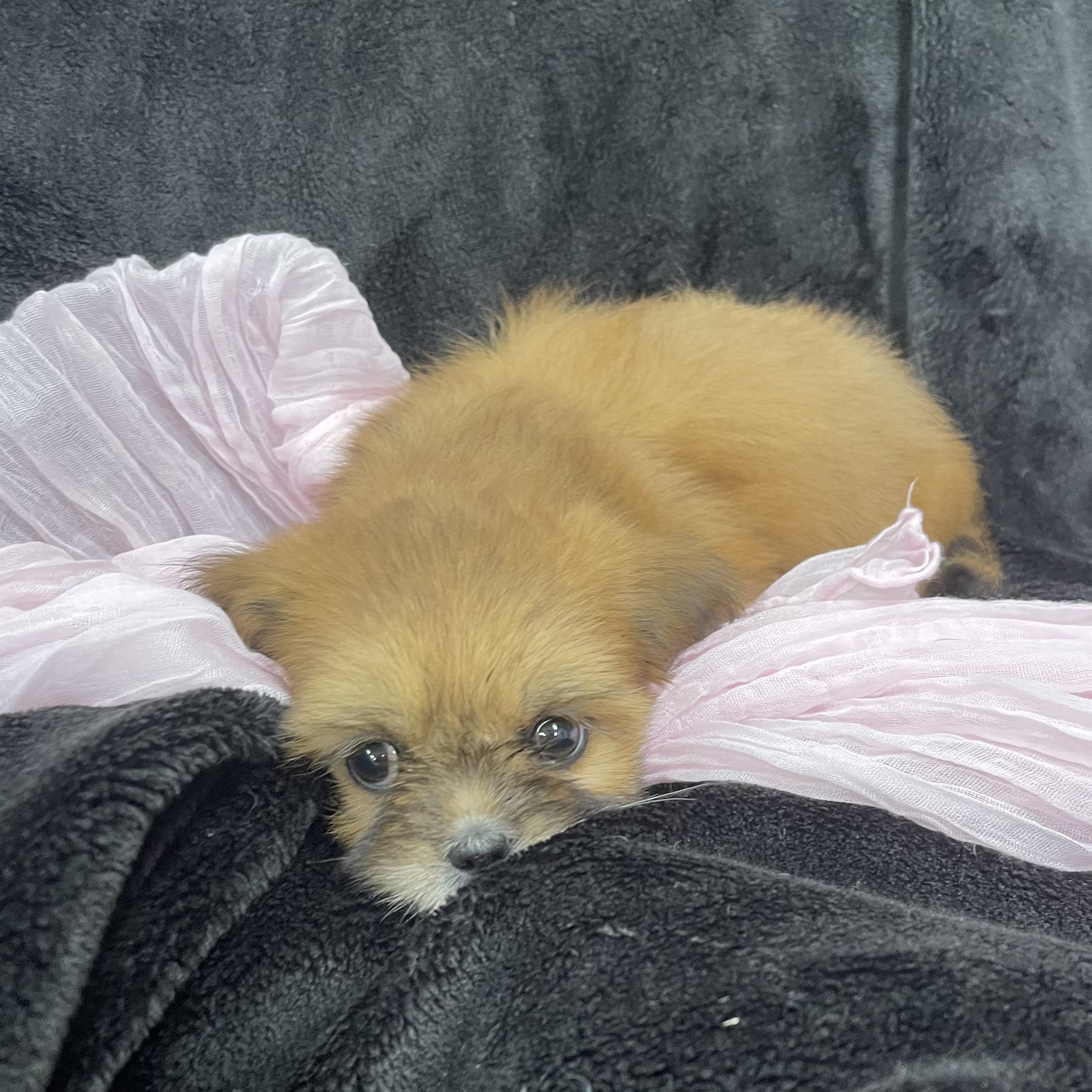 puppy grooming in boca raton puppies for sale in boca raton