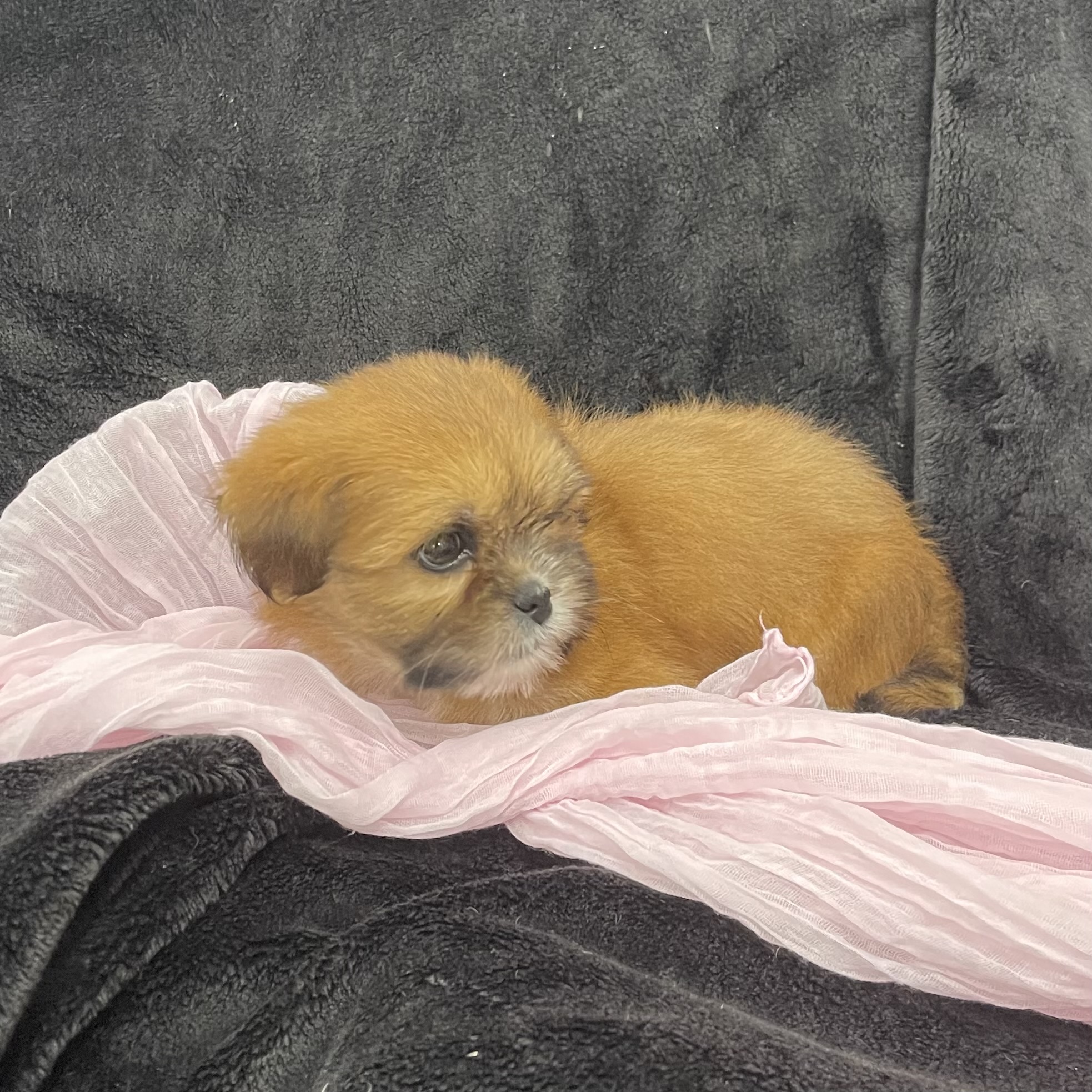 puppy grooming in boca raton puppies for sale in boca raton