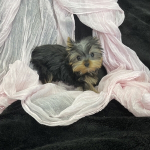 puppies for sale in boca raton