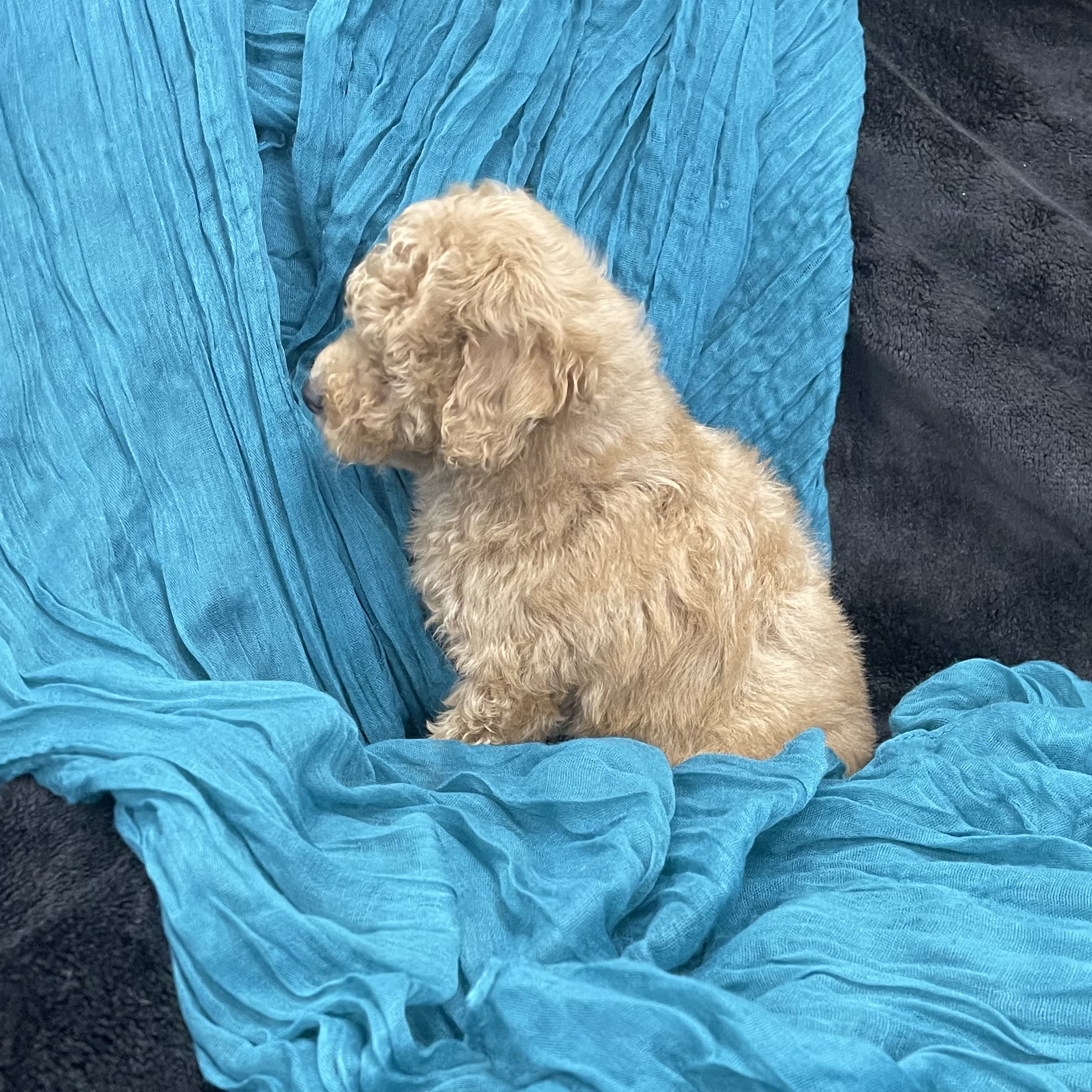 puppy grooming in boca raton puppies for sale in boca raton