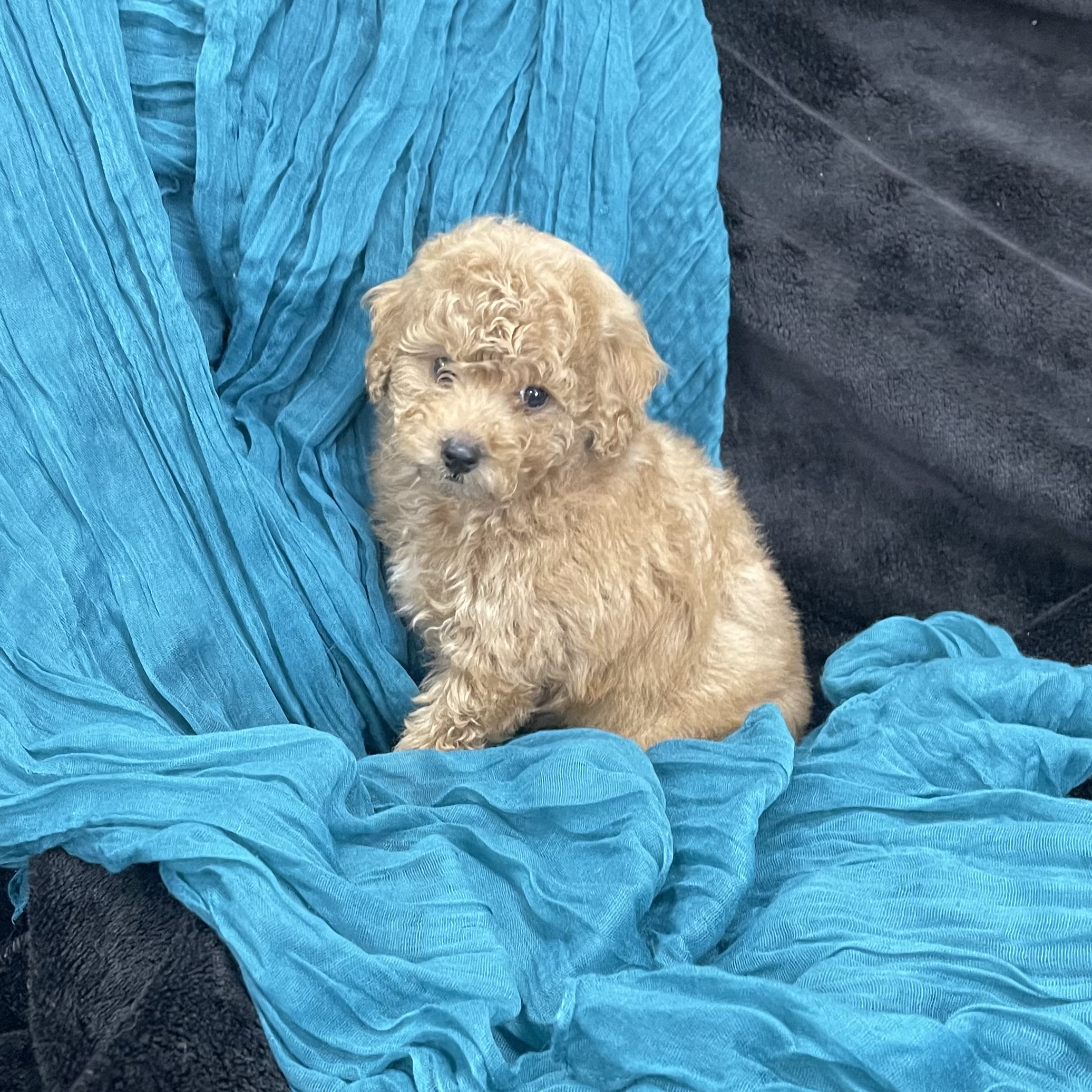 puppy grooming in boca raton puppies for sale in boca raton