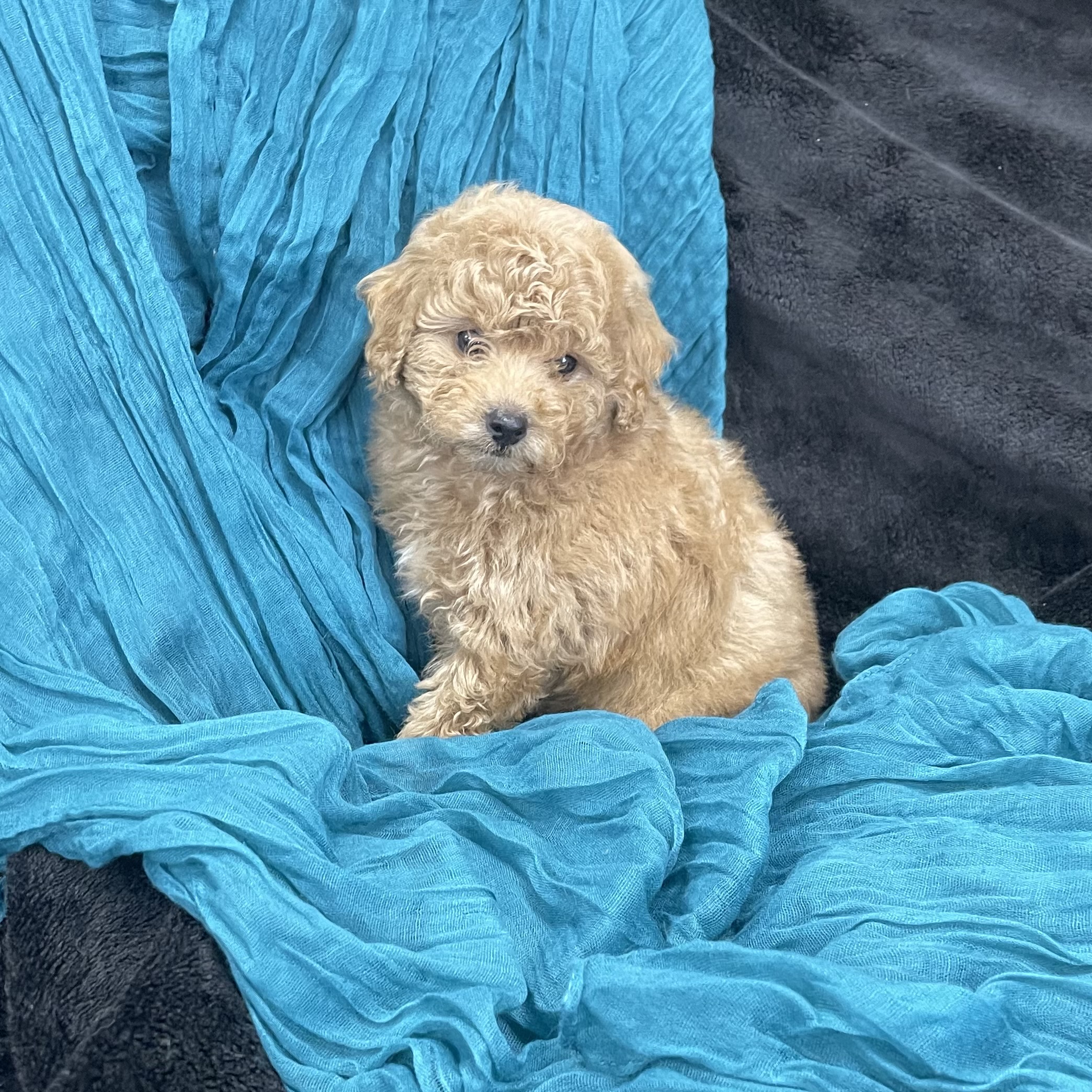 puppy grooming in boca raton puppies for sale in boca raton