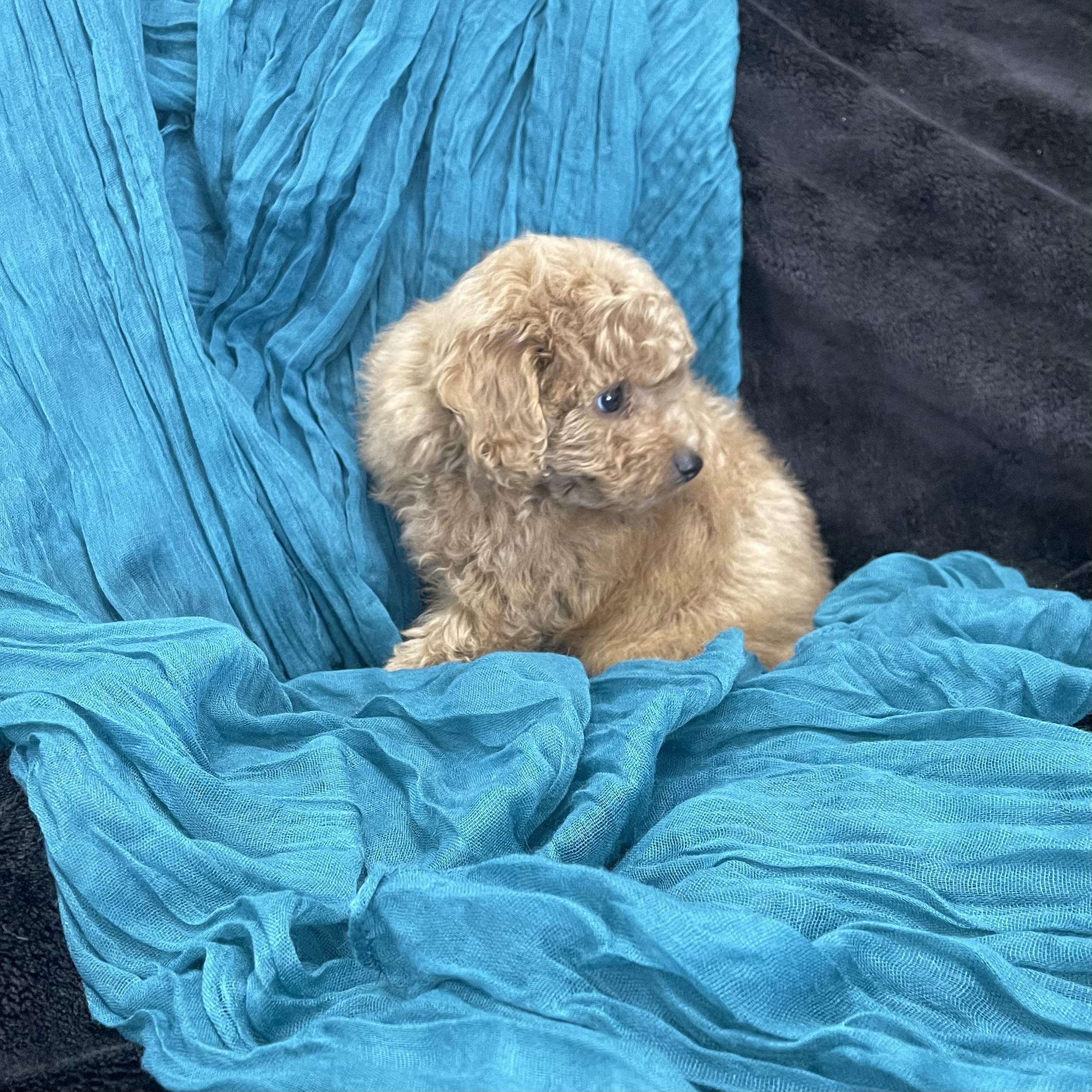 puppy grooming in boca raton puppies for sale in boca raton