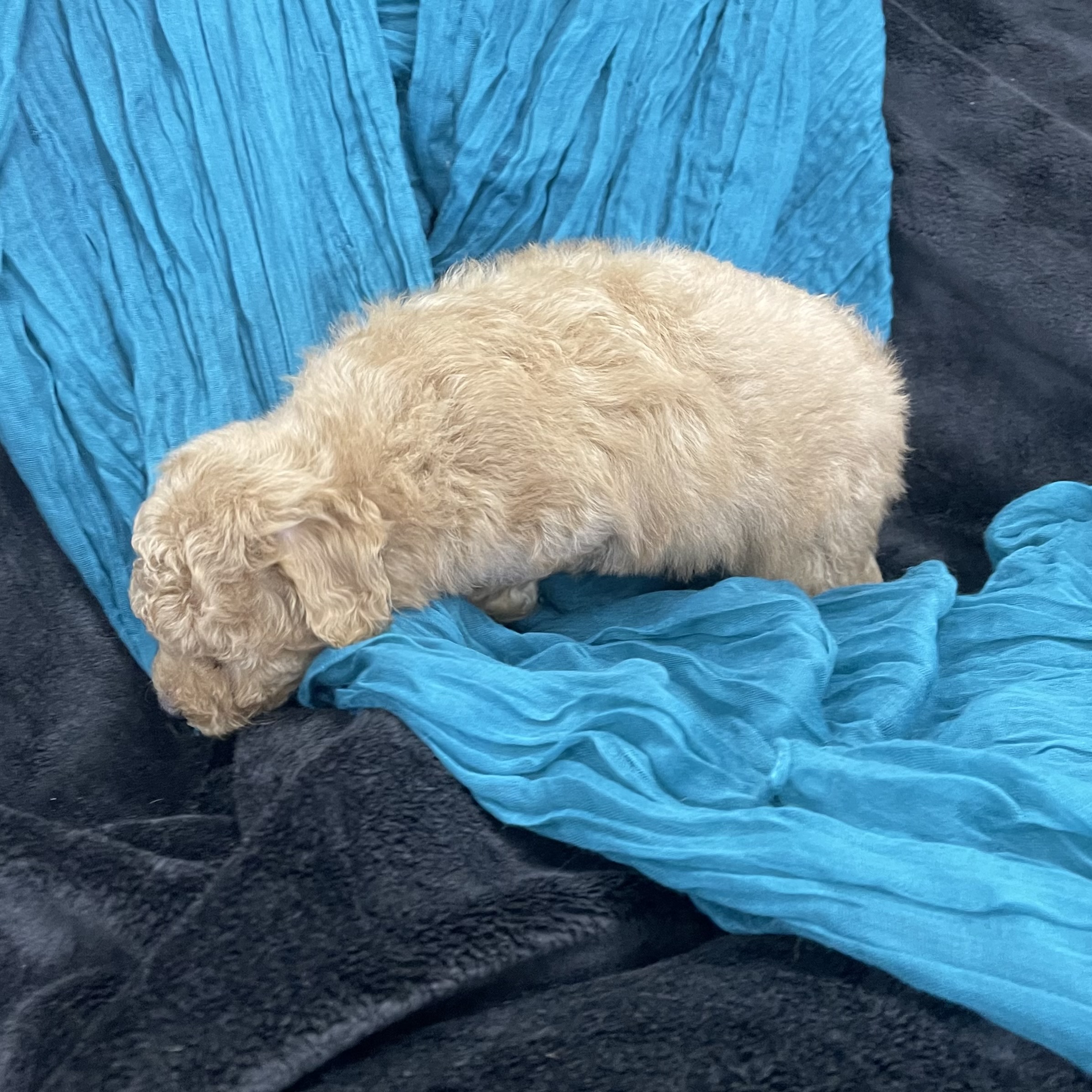 puppy grooming in boca raton puppies for sale in boca raton