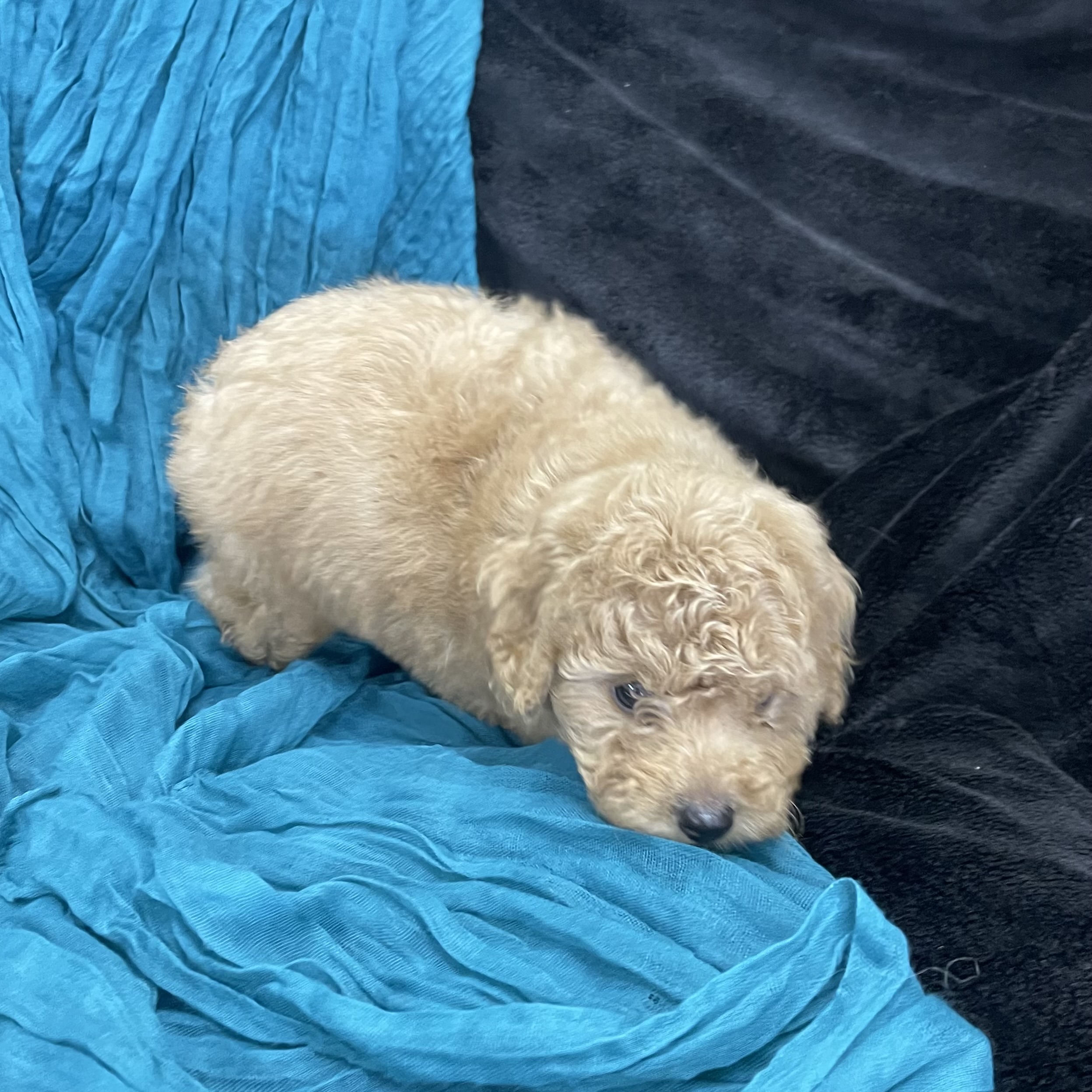 puppy grooming in boca raton puppies for sale in boca raton