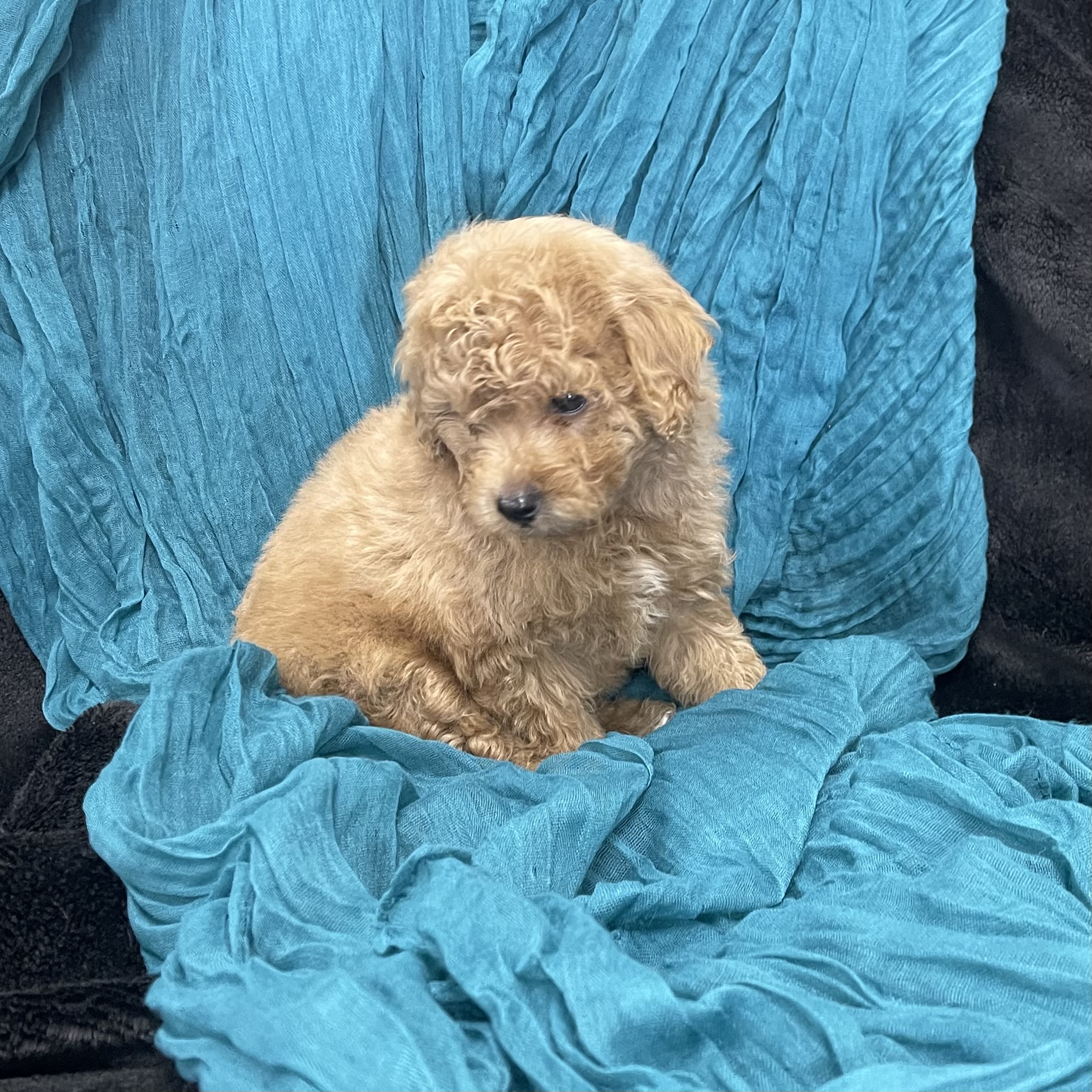 puppy grooming in boca raton puppies for sale in boca raton