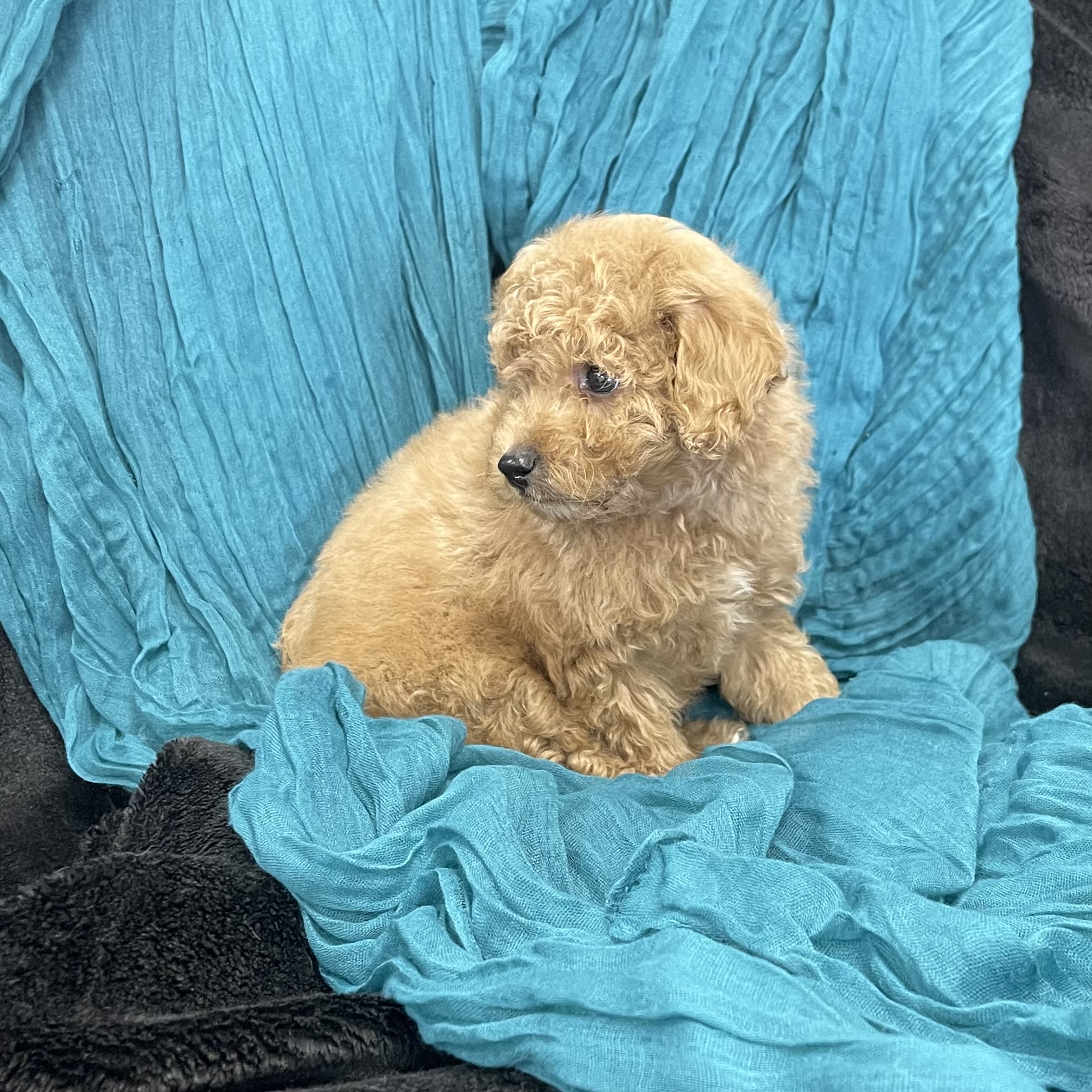 puppy grooming in boca raton puppies for sale in boca raton