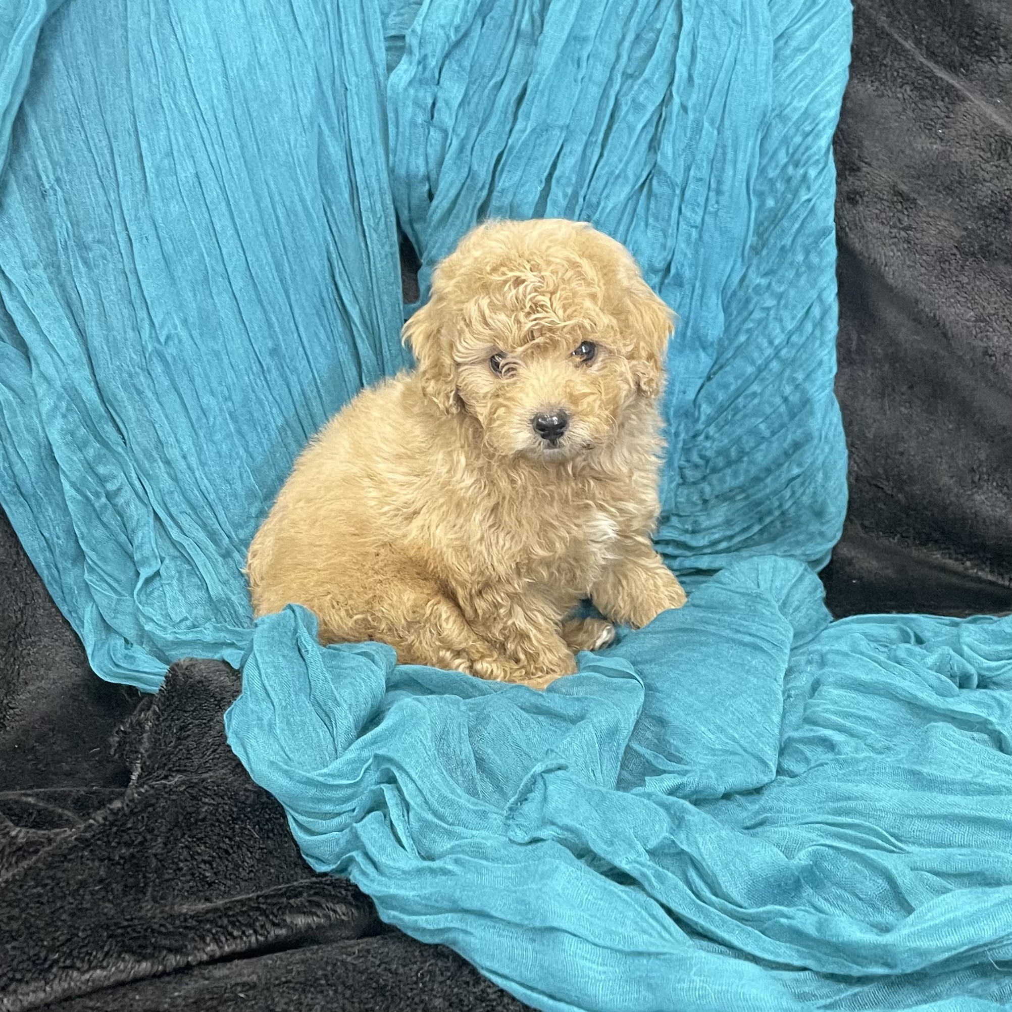 puppy grooming in boca raton puppies for sale in boca raton