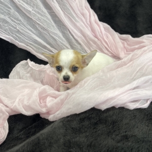 puppy grooming in boca raton puppies for sale in boca raton